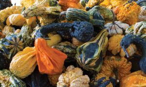 Autumn Wings Swan Gourd (Farmore Treated)