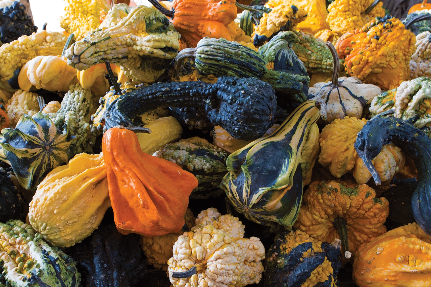 Autumn Wings Swan Gourd (Farmore Treated)