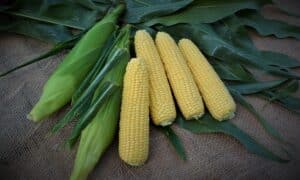 Bullet XR Sweet Corn (Cruiser Treated)