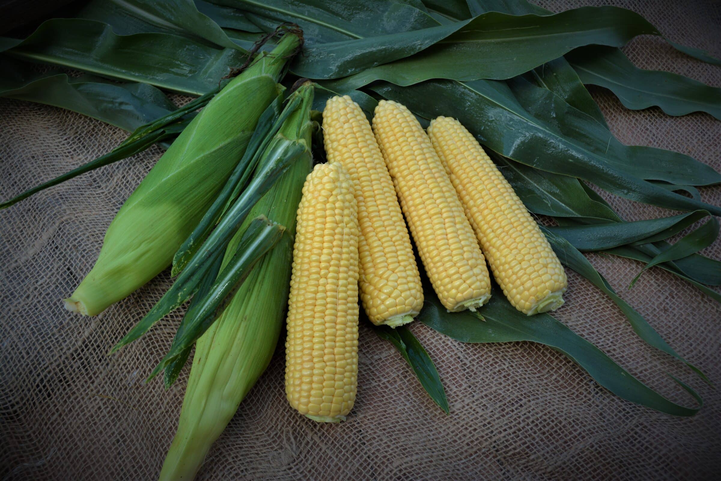 Bullet XR Sweet Corn (Cruiser Treated)