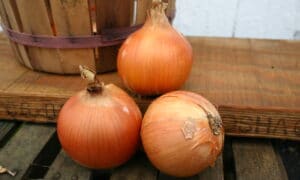 Crocket Onion (Treated Seed)