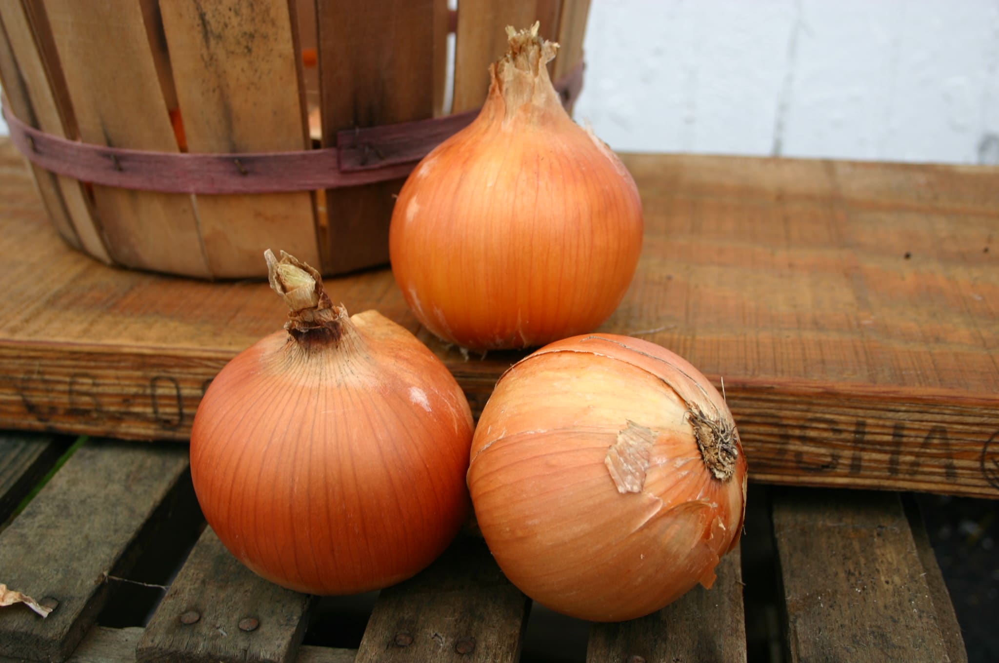 Crocket Onion (Treated Seed)