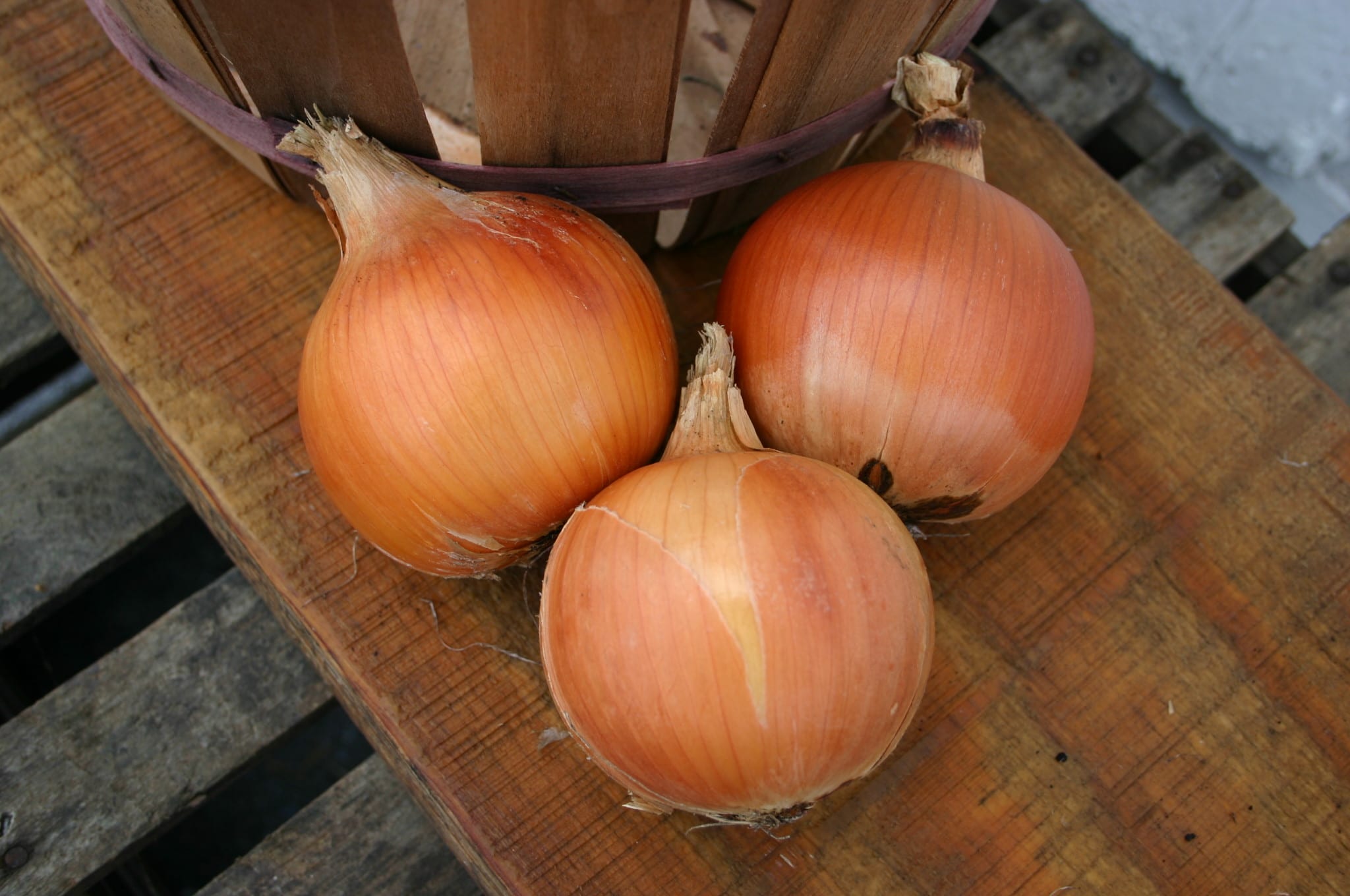 Crocket Onion (Treated Seed) - Image 2