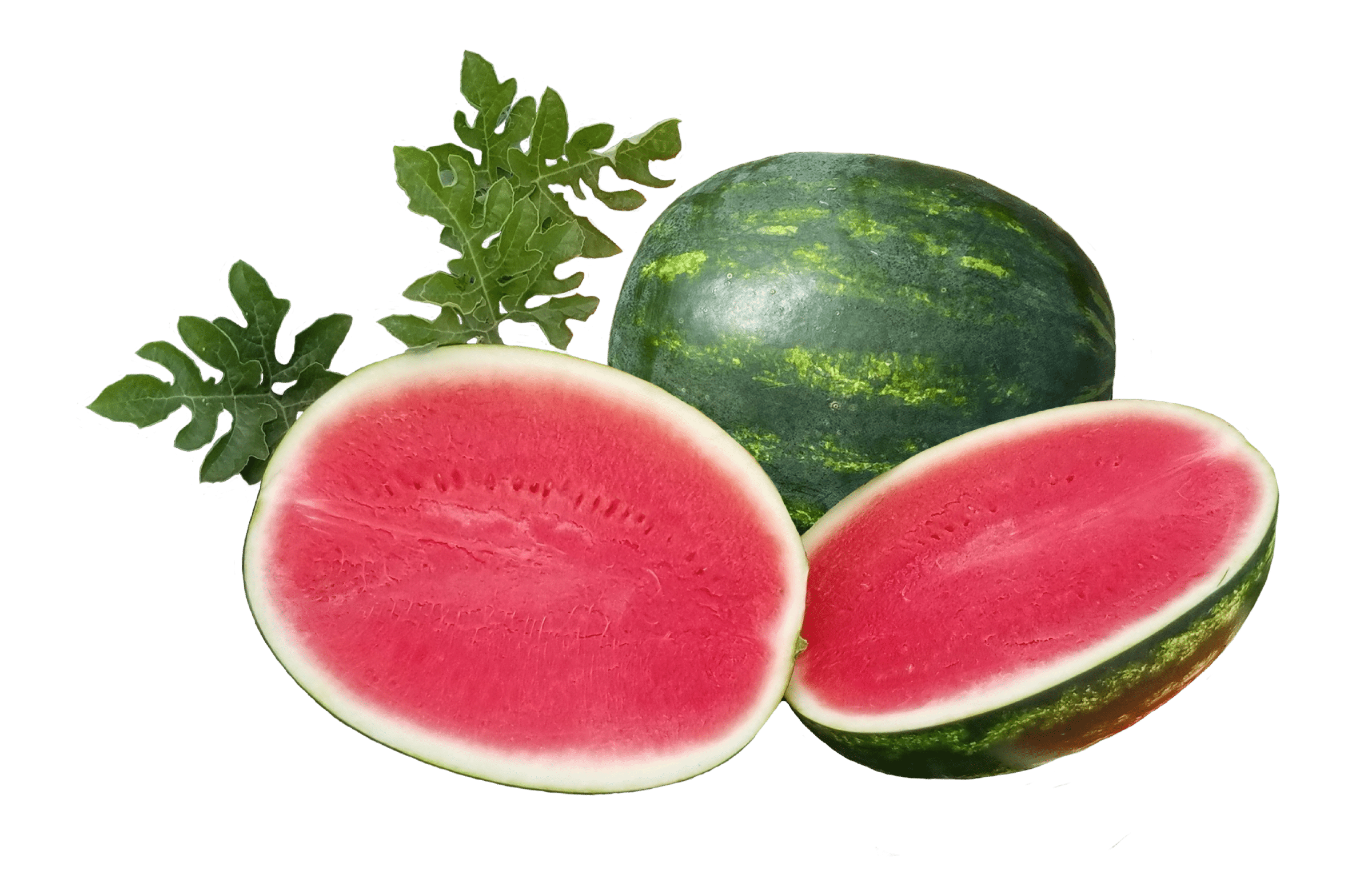 Crackerjack Watermelon (Not Treated) - Image 3