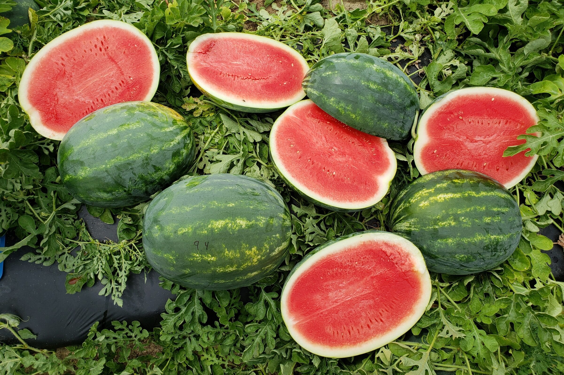 Crackerjack Watermelon (Not Treated) - Image 4