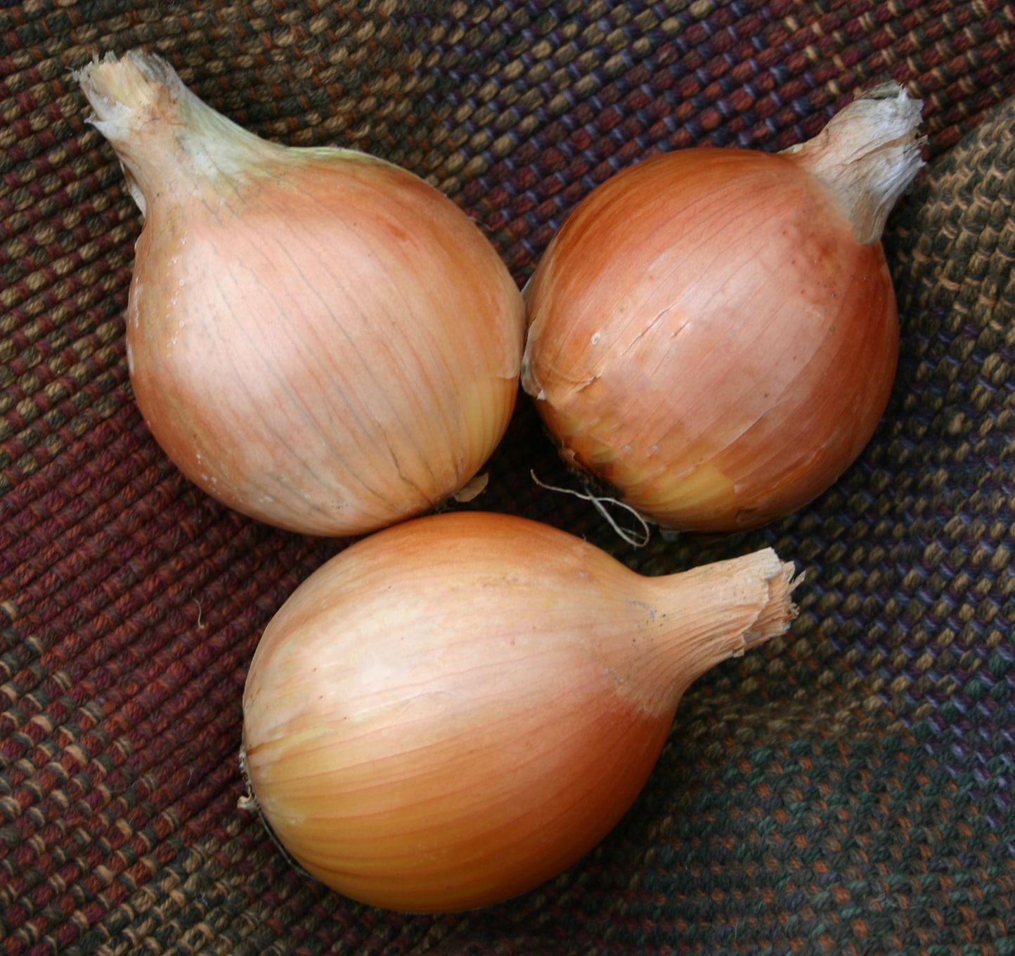 Delgado Onion (Treated Seed) - Image 4