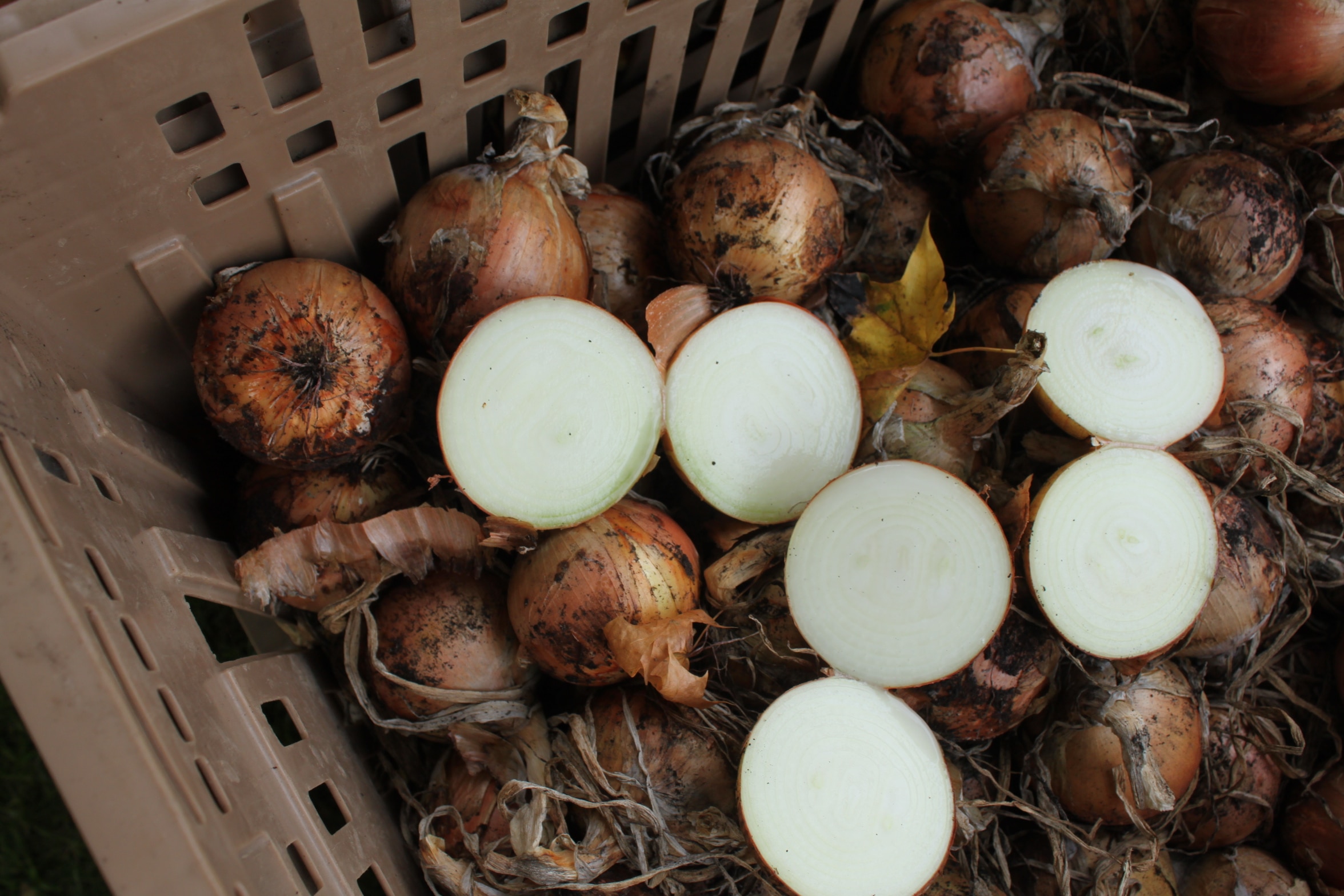 Delgado Onion (Treated Seed) - Image 3