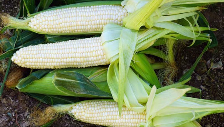 Eden RMN Sweet Corn (Cruiser Treated) - Image 2