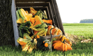 Gizmo Gourd (Farmore)