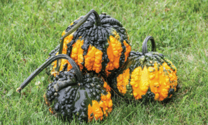 Hoargarth Gourd (Farmore)