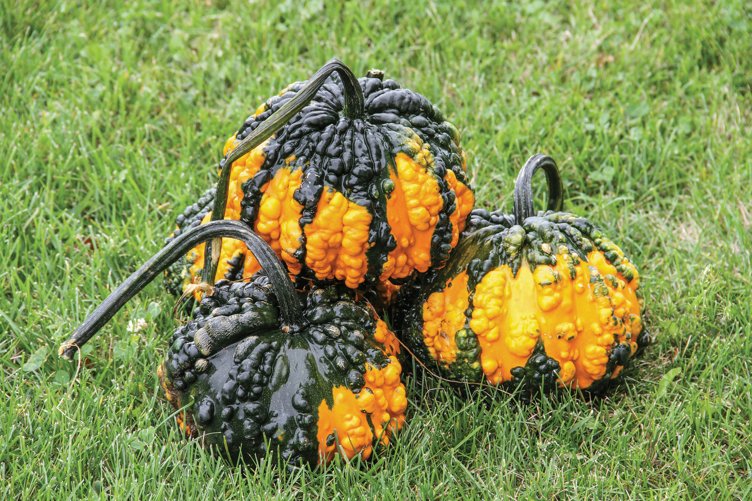 Hoargarth Gourd (Farmore)