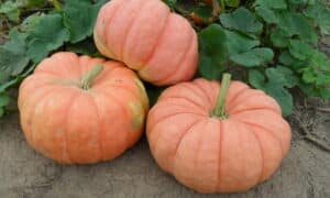 Indian Doll Pumpkin (Farmore)