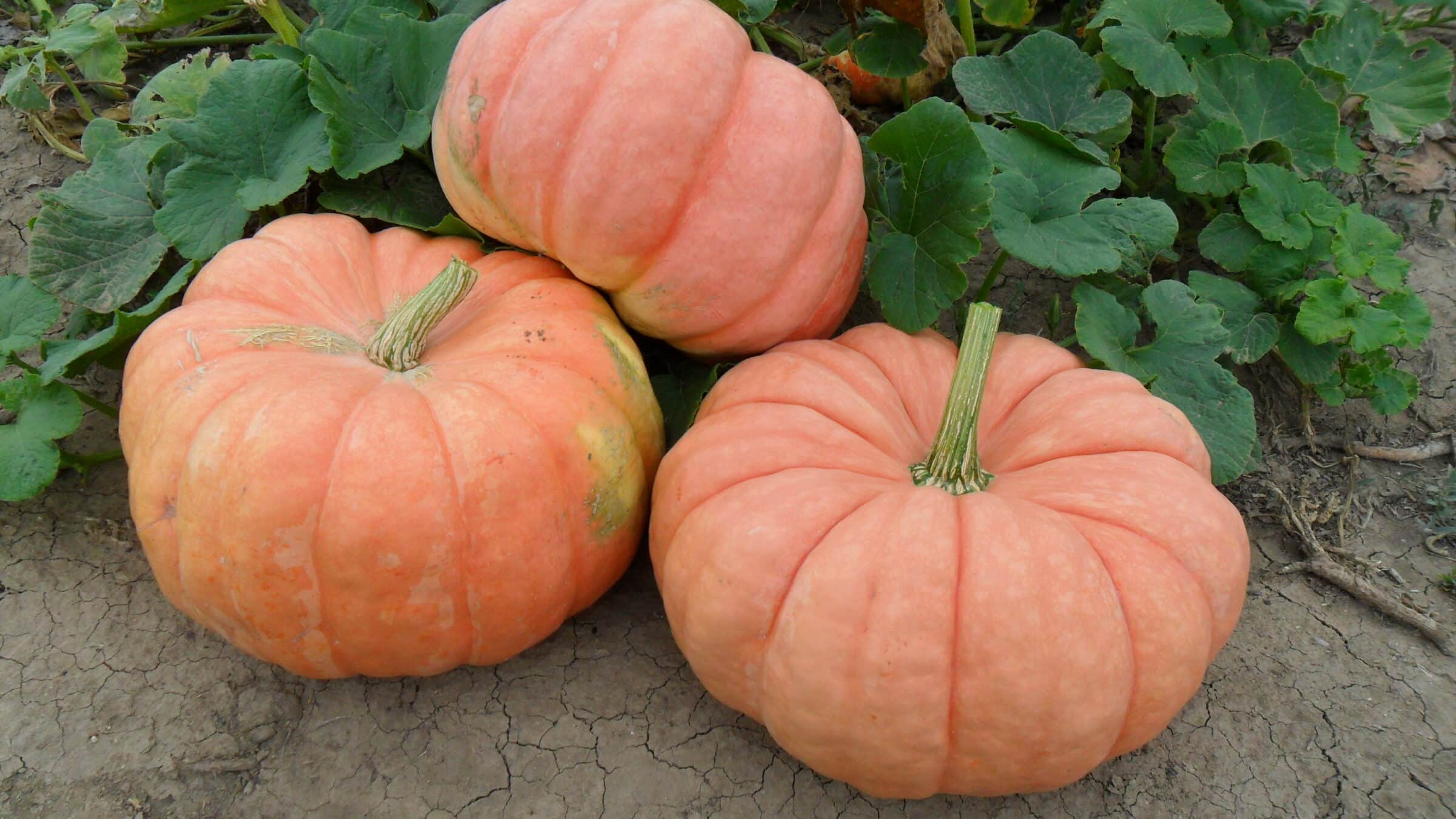 Indian Doll Pumpkin (Farmore)