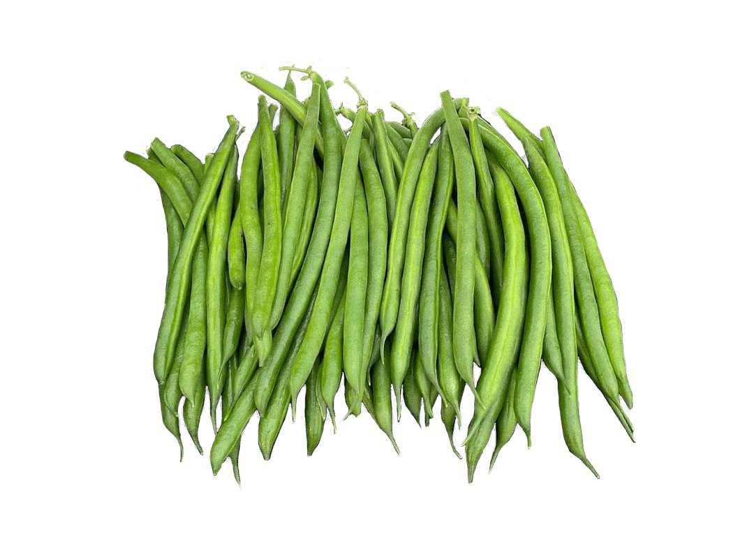 Jaguar Green Pod Bush Bean (Cruiser Treated)