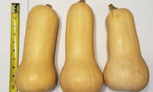 Lauda Squash (Cruiser)