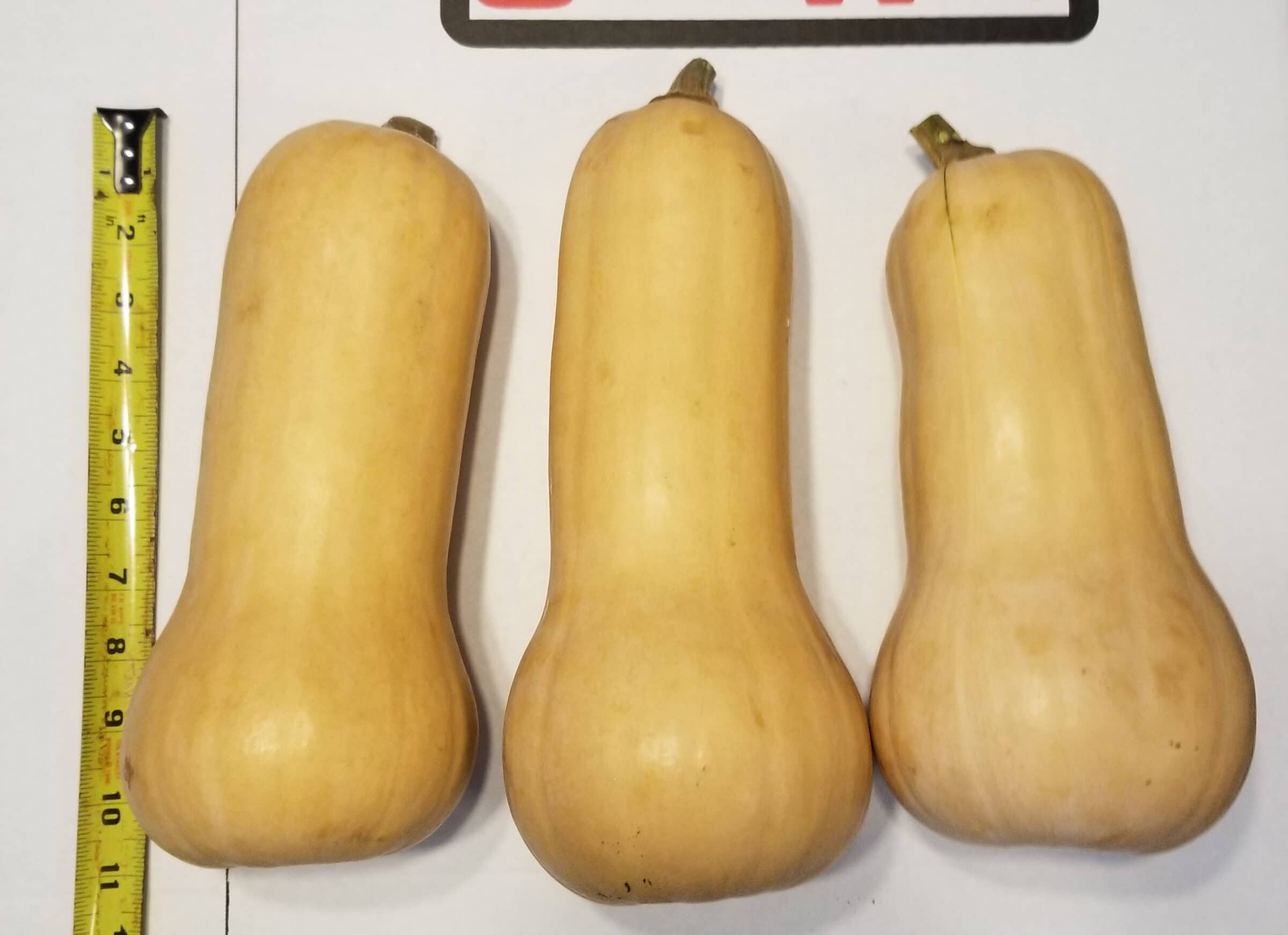 Lauda Squash (Cruiser)