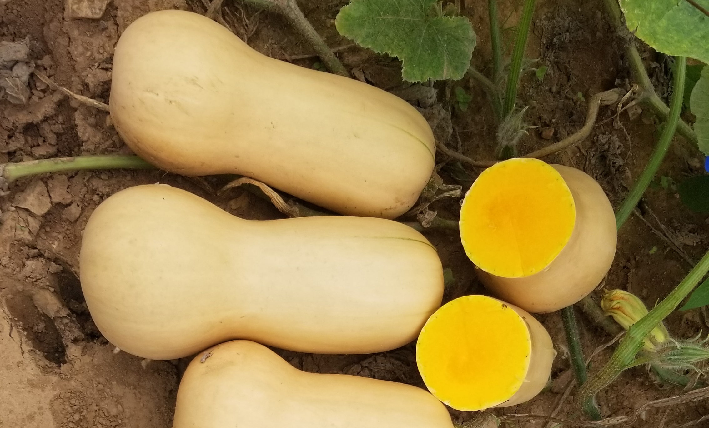 Paula Squash (Treated Seed)