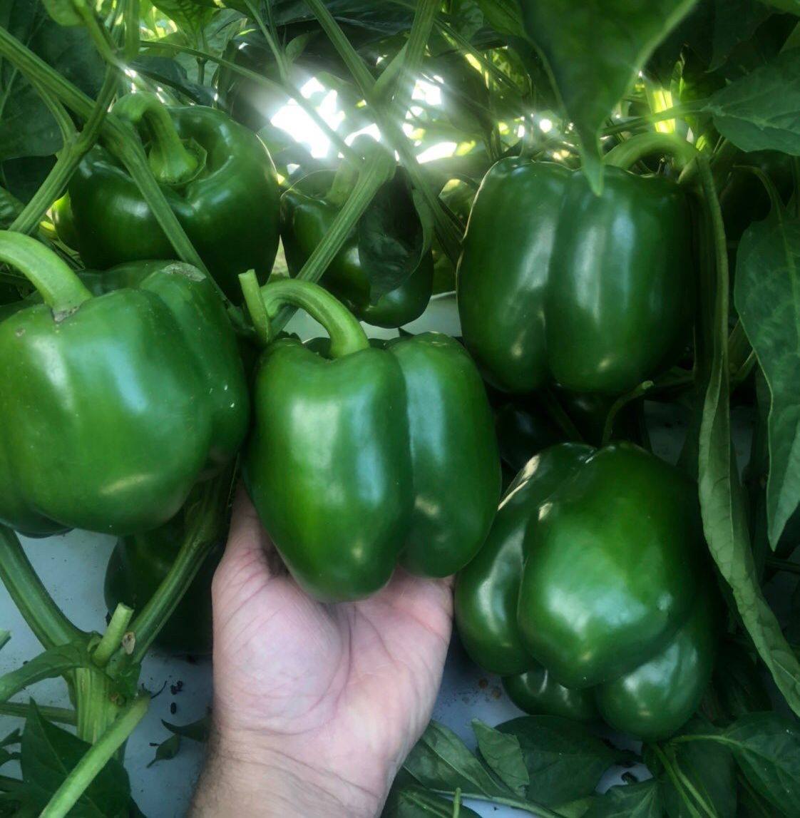 Regulator Bell Pepper (Not Treated) - Image 3