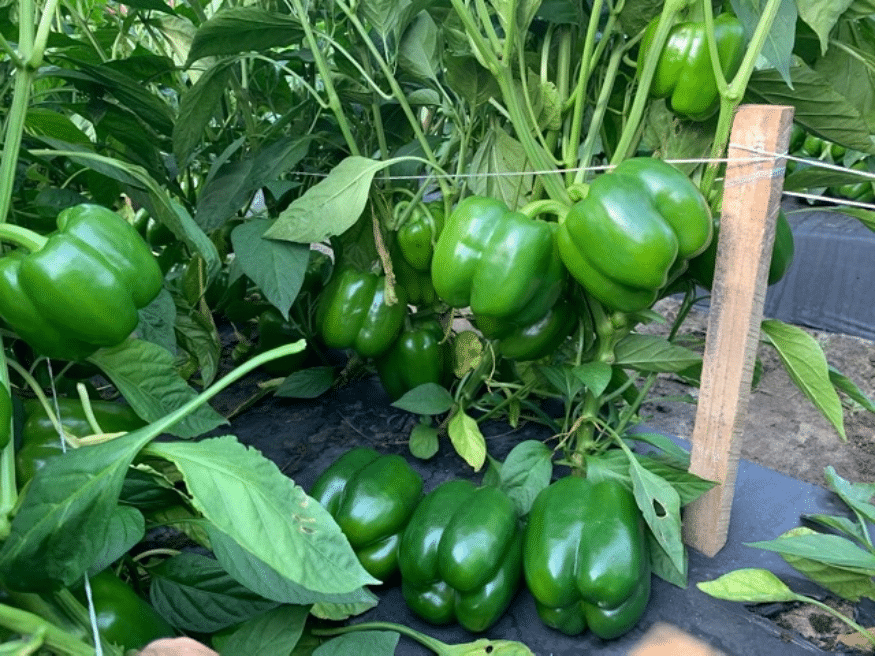 Regulator Bell Pepper (Not Treated)
