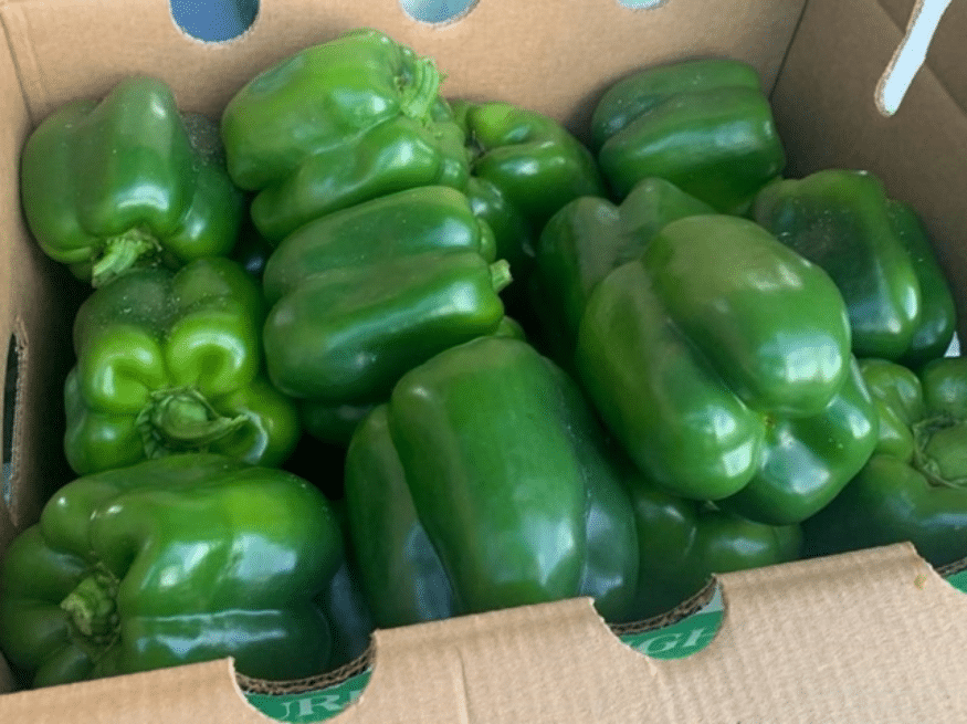 Regulator Bell Pepper (Not Treated) - Image 2