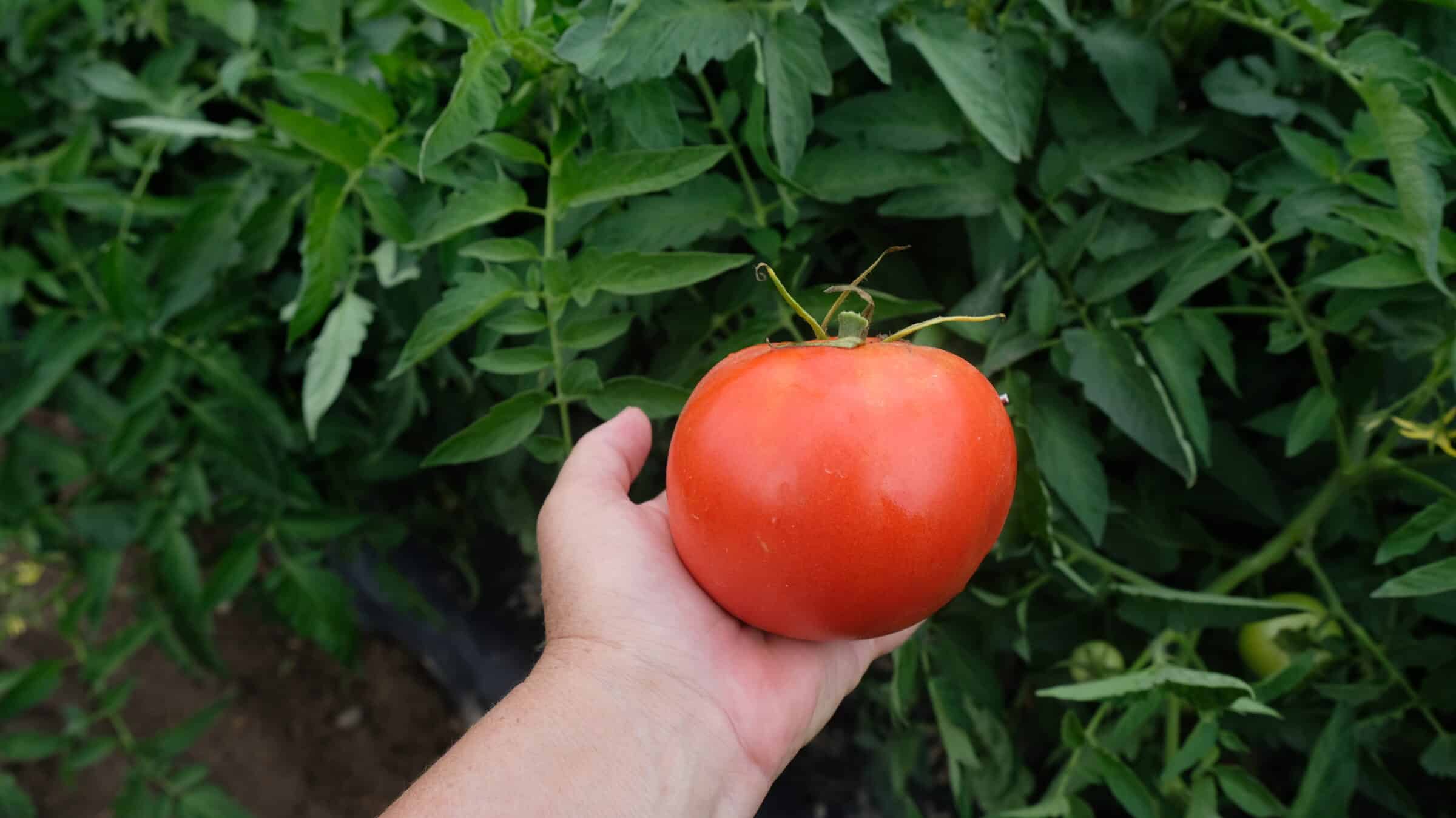STM2255 Tomato (Pelleted) - Image 2