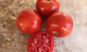 STM2255 Tomato (Pelleted)