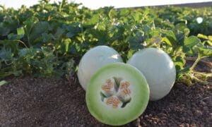 Summer Dew Honeydew (Not Treated)