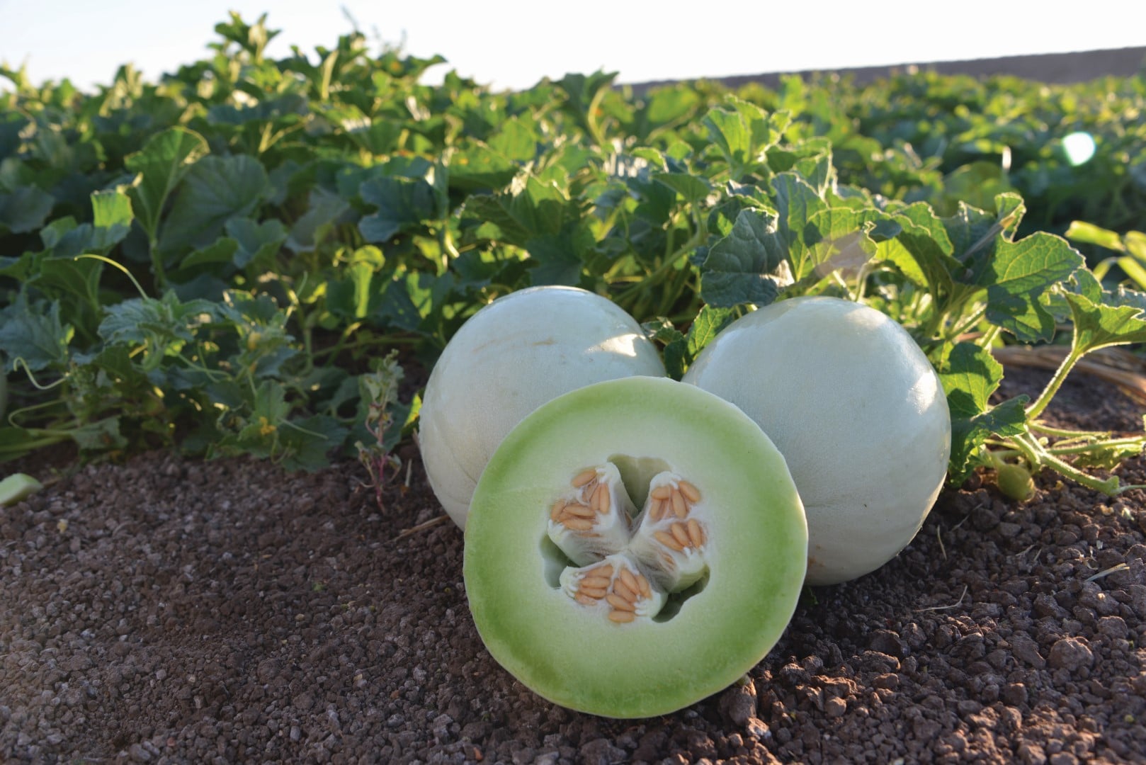 Summer Dew Melon (Treated Seed)