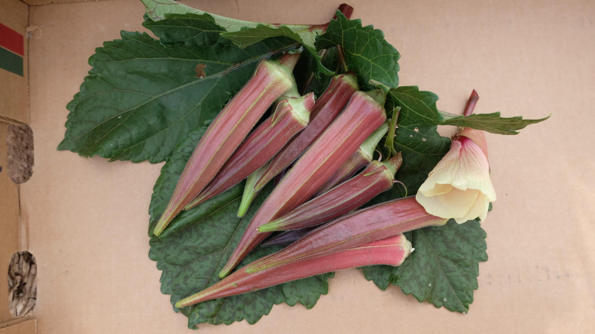 Burgundy Okra (Not Treated)