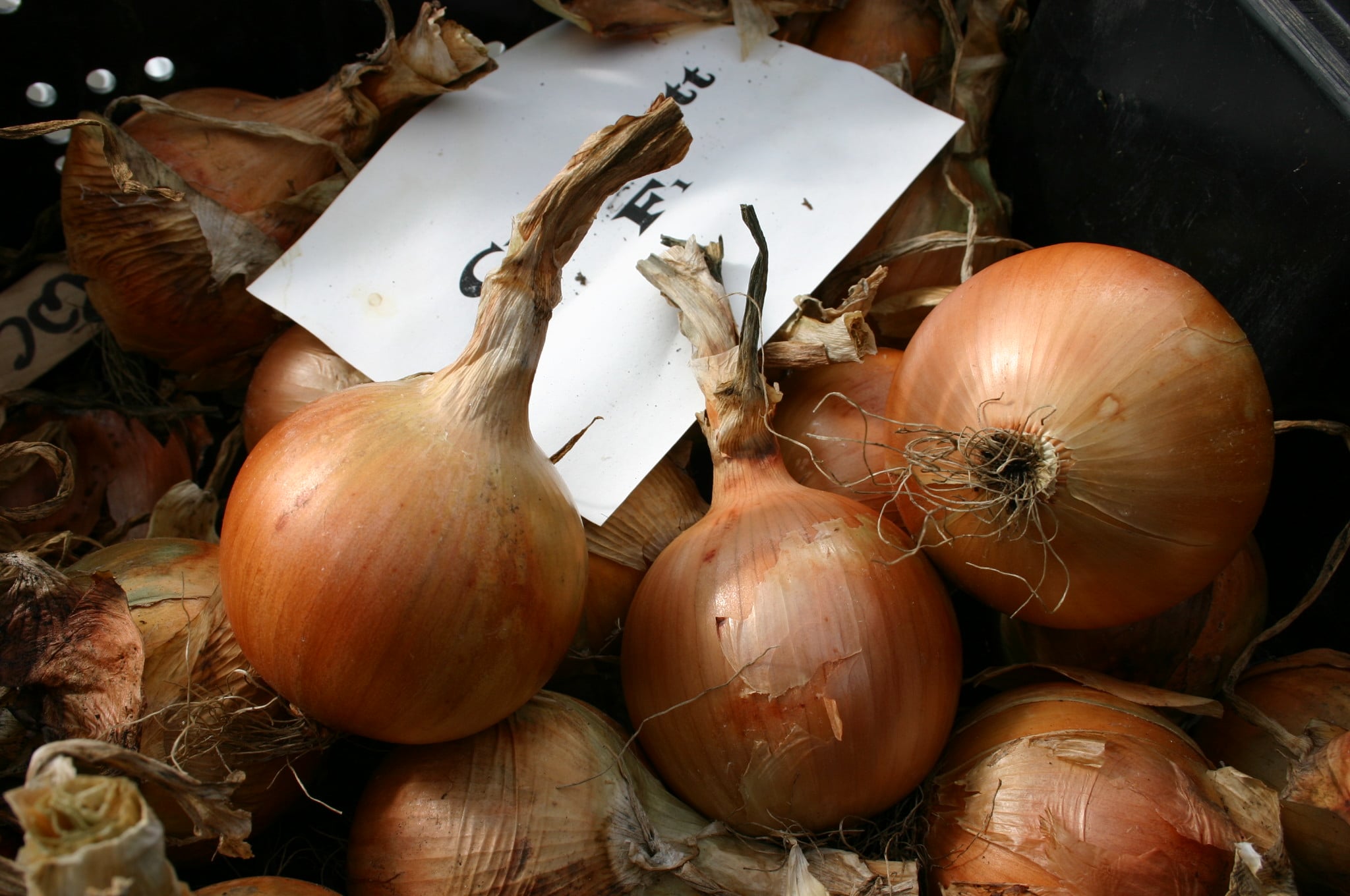Crocket Onion (Treated Seed) - Image 3