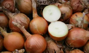 Delgado Onion (Treated Seed)