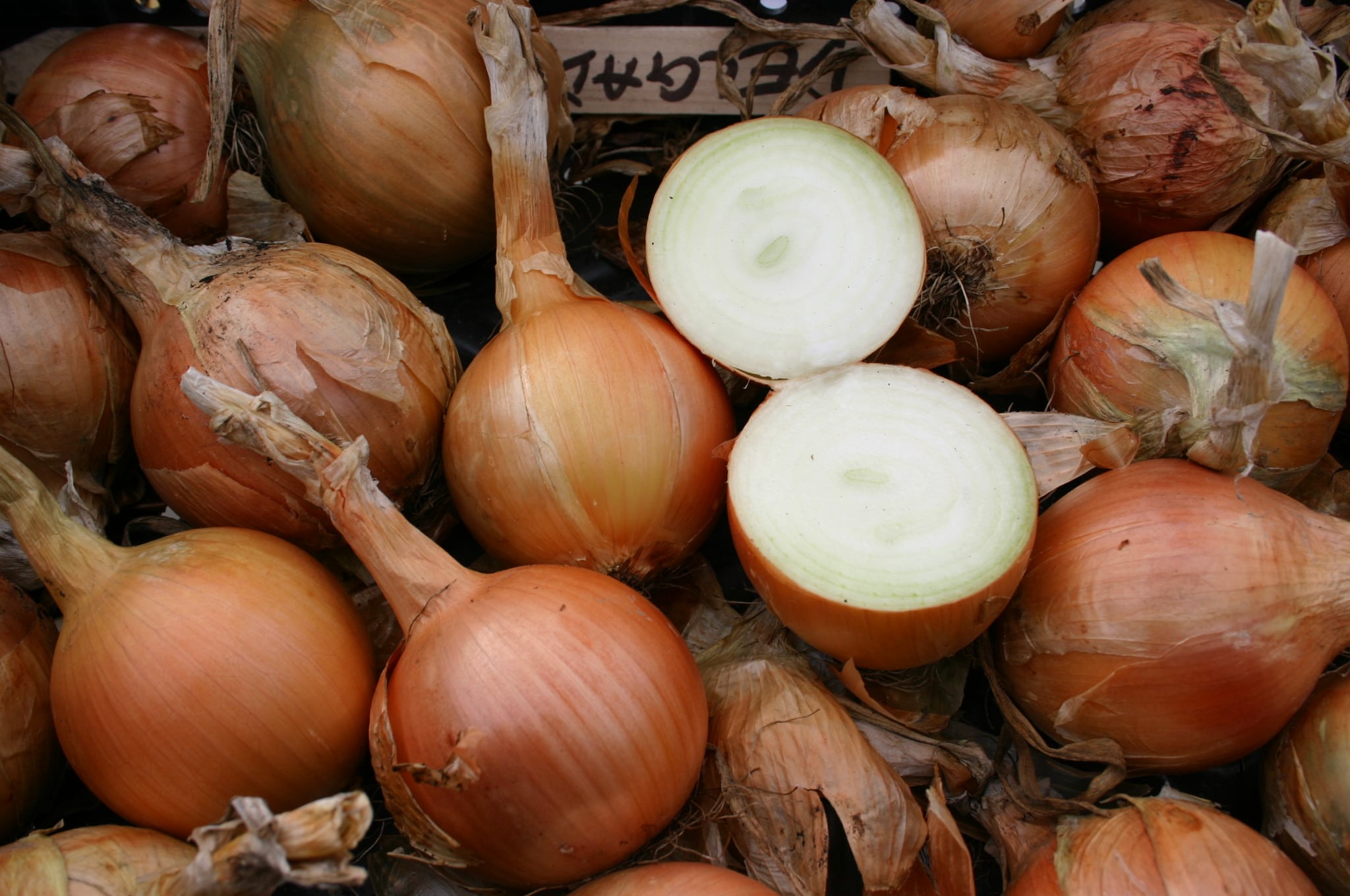 Delgado Onion (Treated Seed)