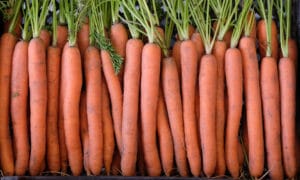 Adana Carrot (Treated Seed)