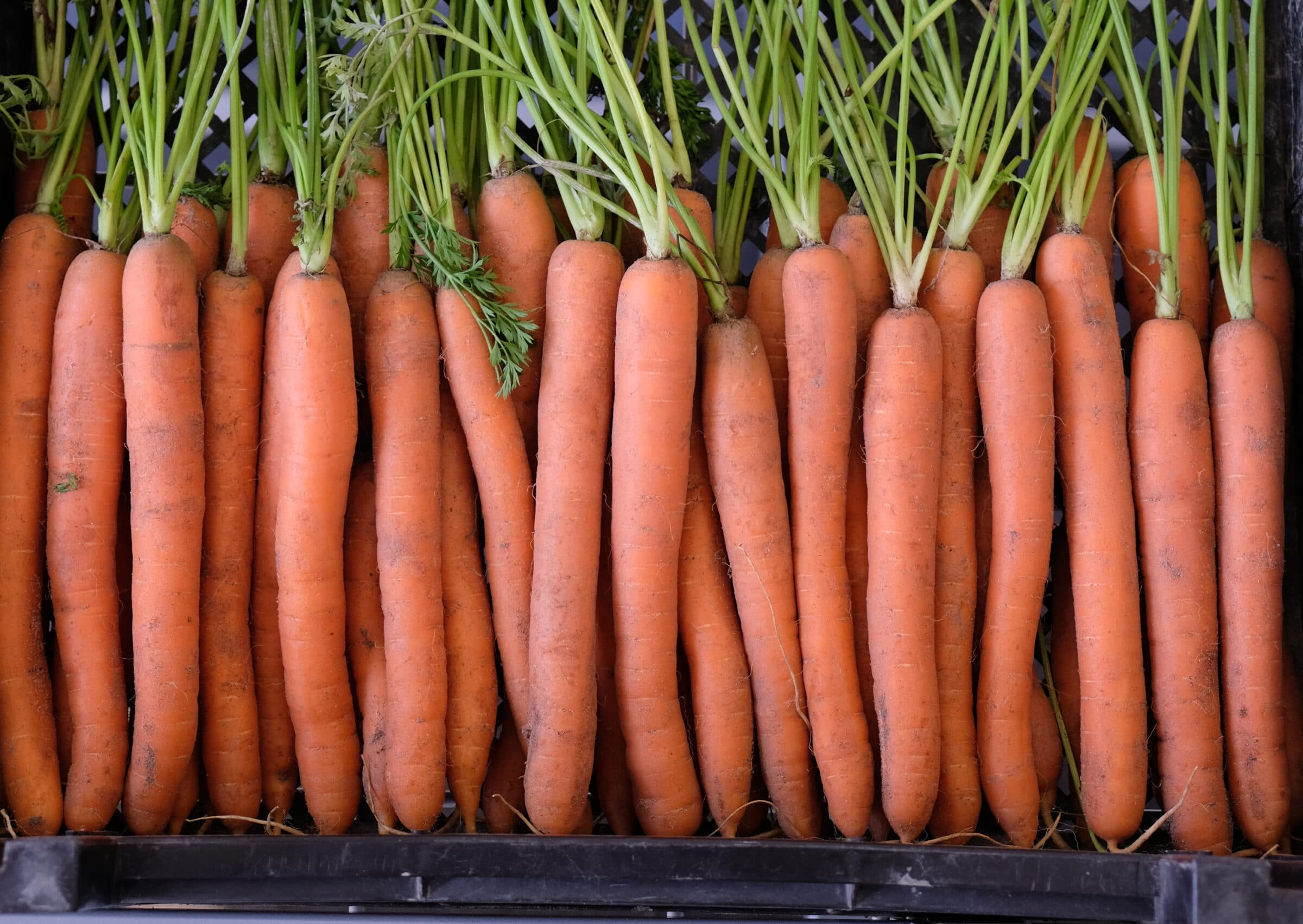 Adana Carrot (Treated Seed)