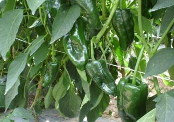 Allende Poblano Pepper (Treated Seed)