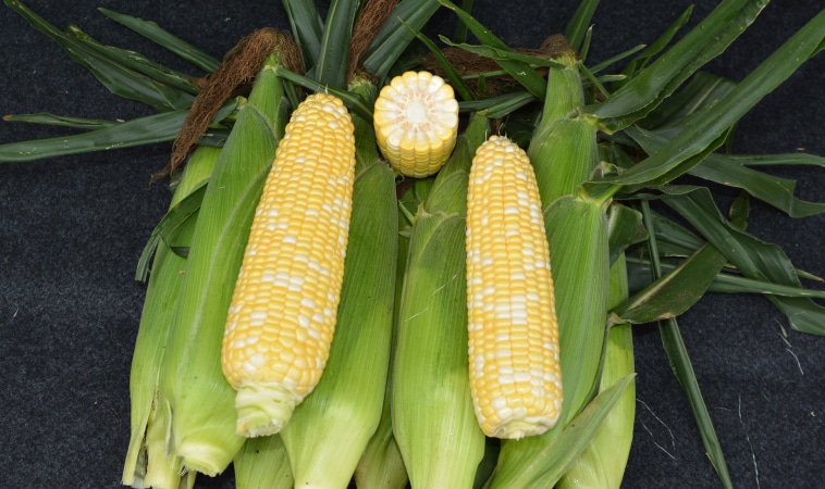 Anthem XR II Sweet Corn (Performance Series) (Cruiser Treated)