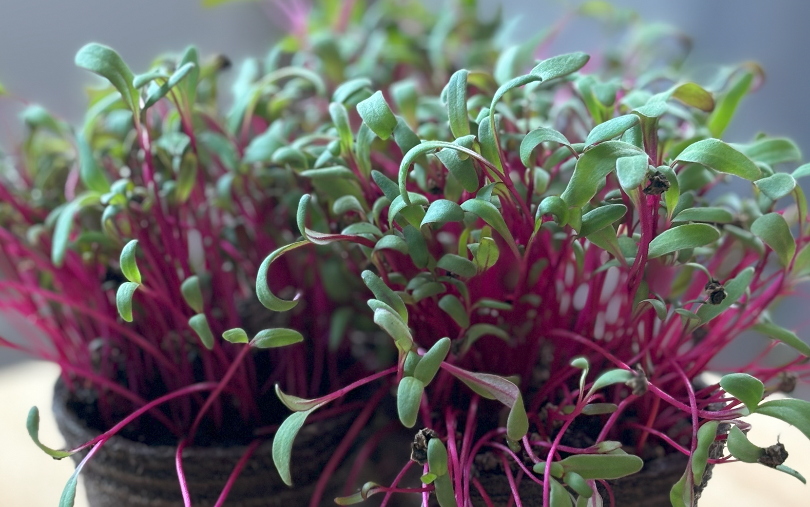 Detroit Dark Red Beet (Not Treated) - Image 3