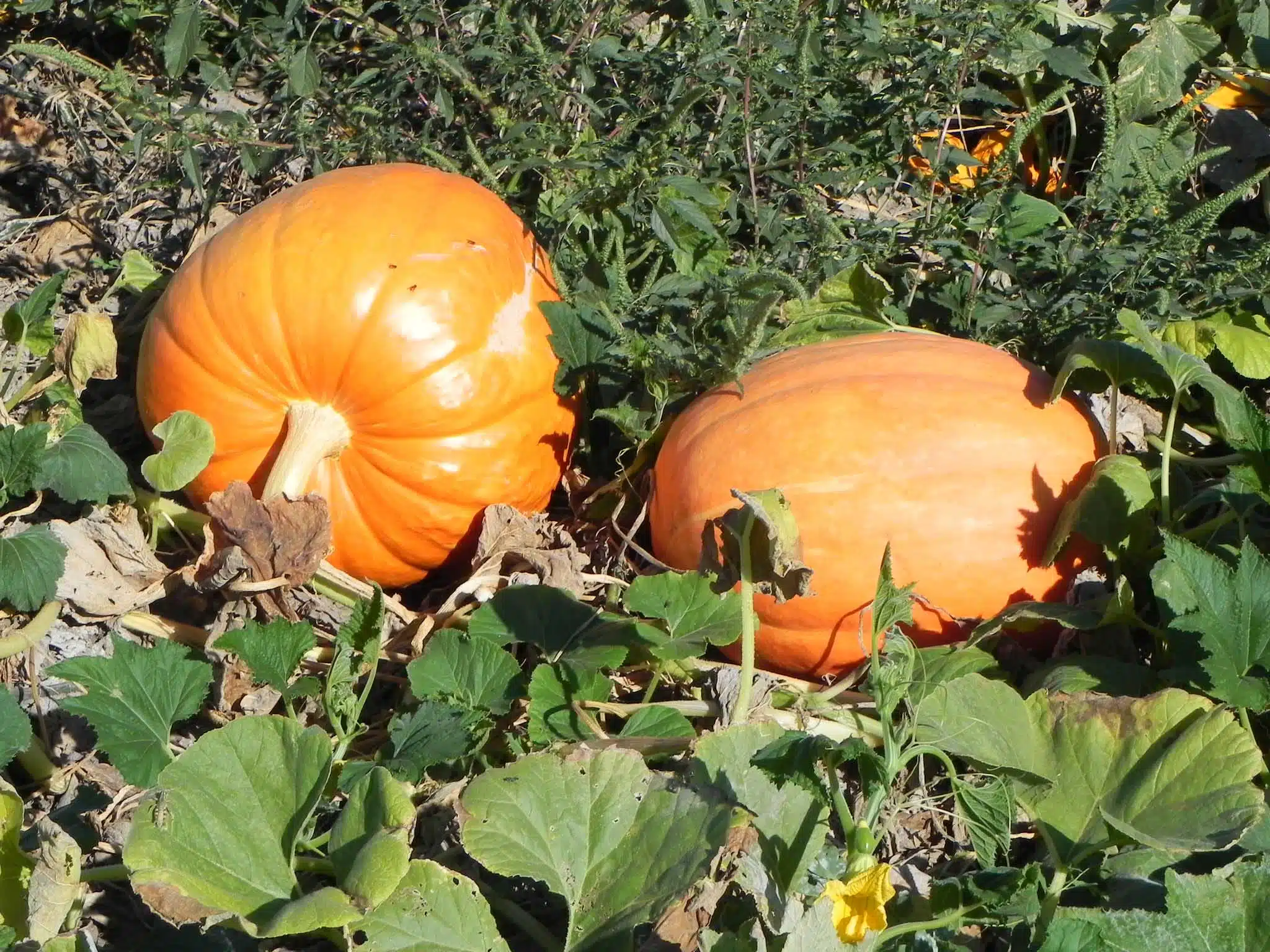 Big Max Pumpkin (Treated Seed)
