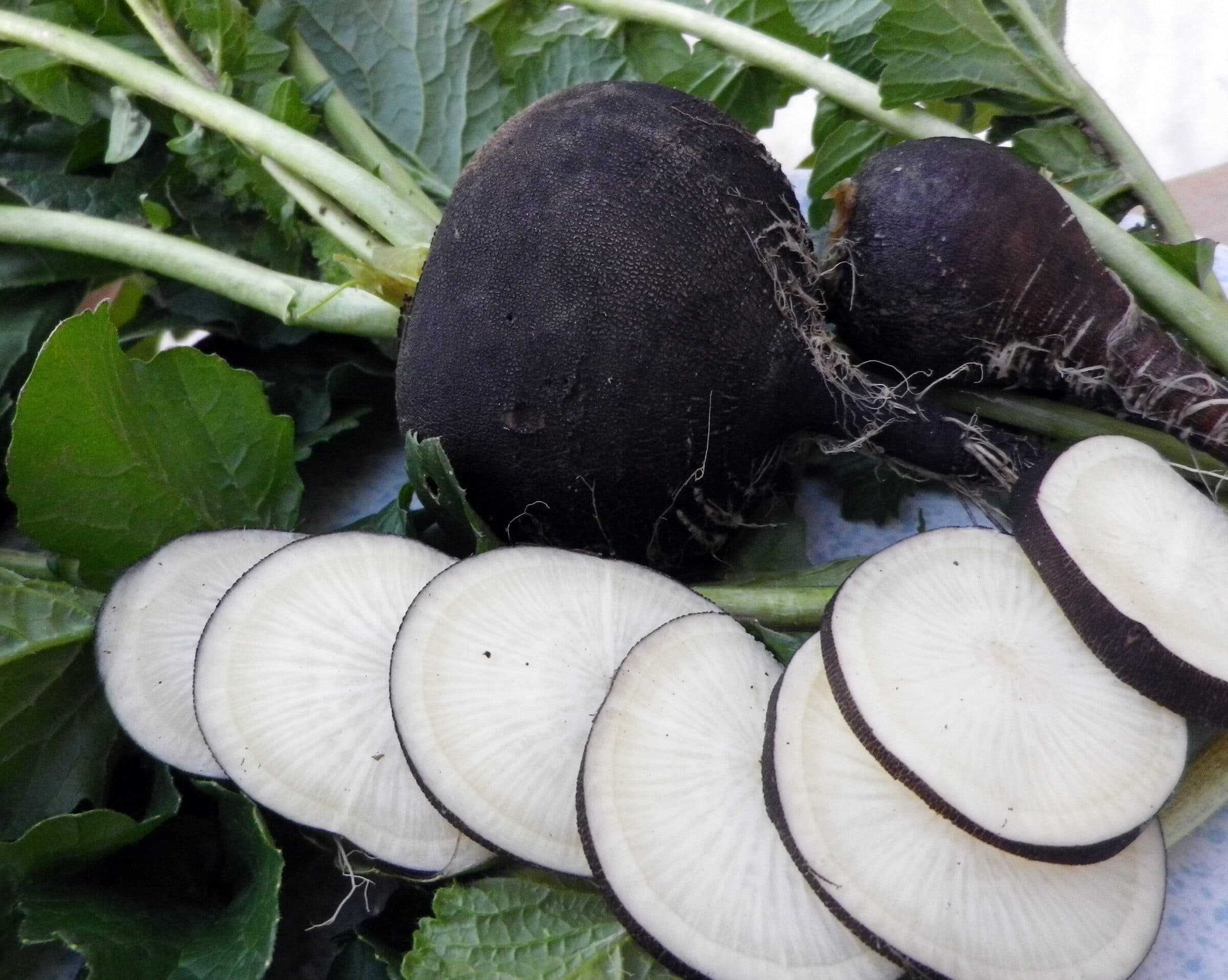 Round Black Spanish Radish (Not Treated)