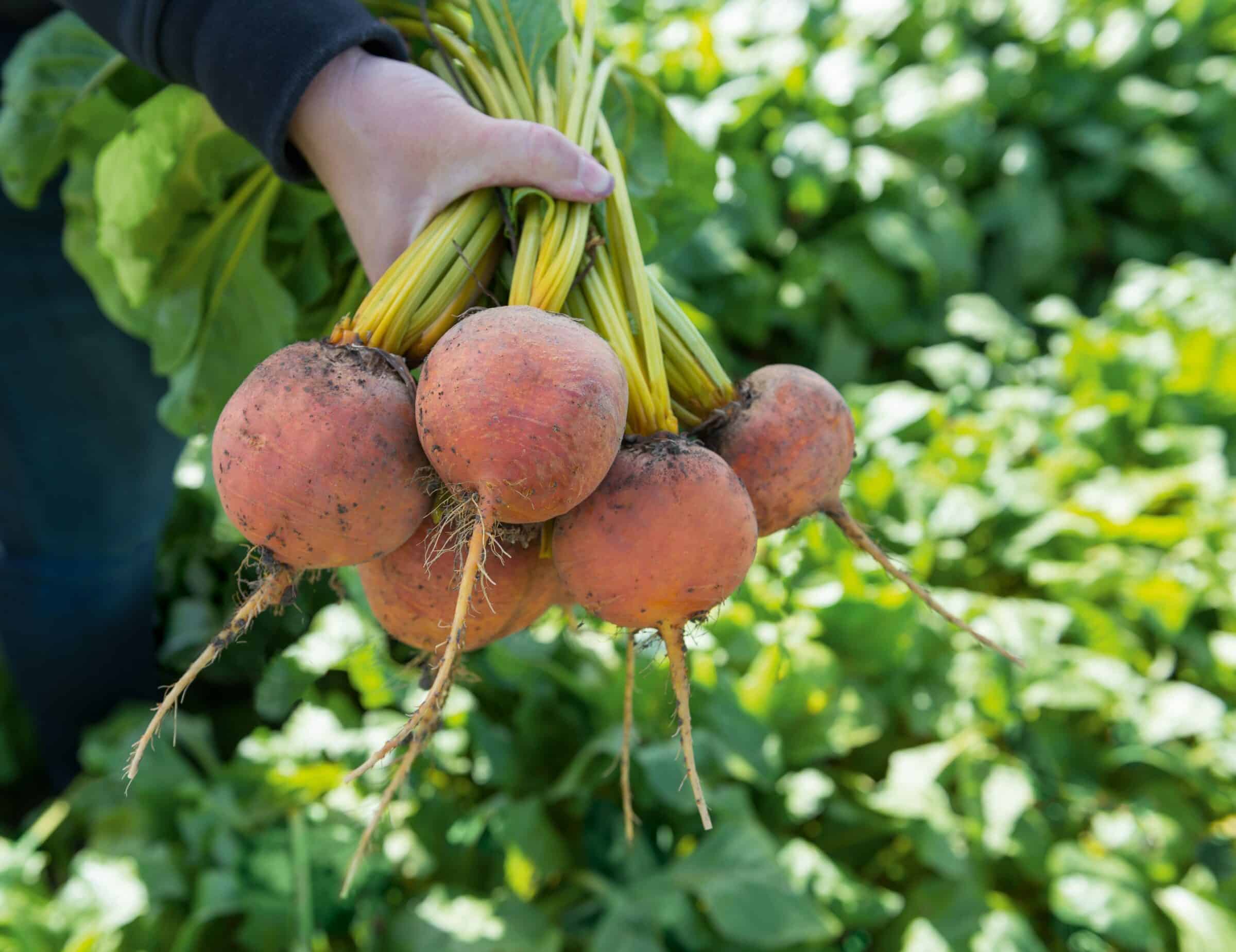 Boldor Beet (Not Treated) - Image 2