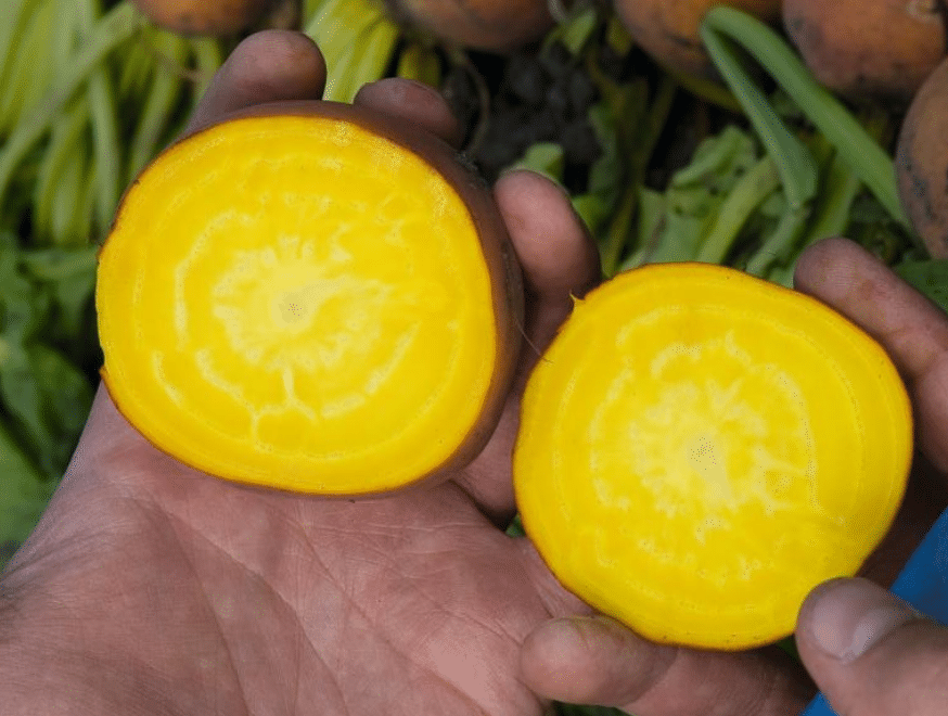 Boldor Beet (Not Treated) - Image 3