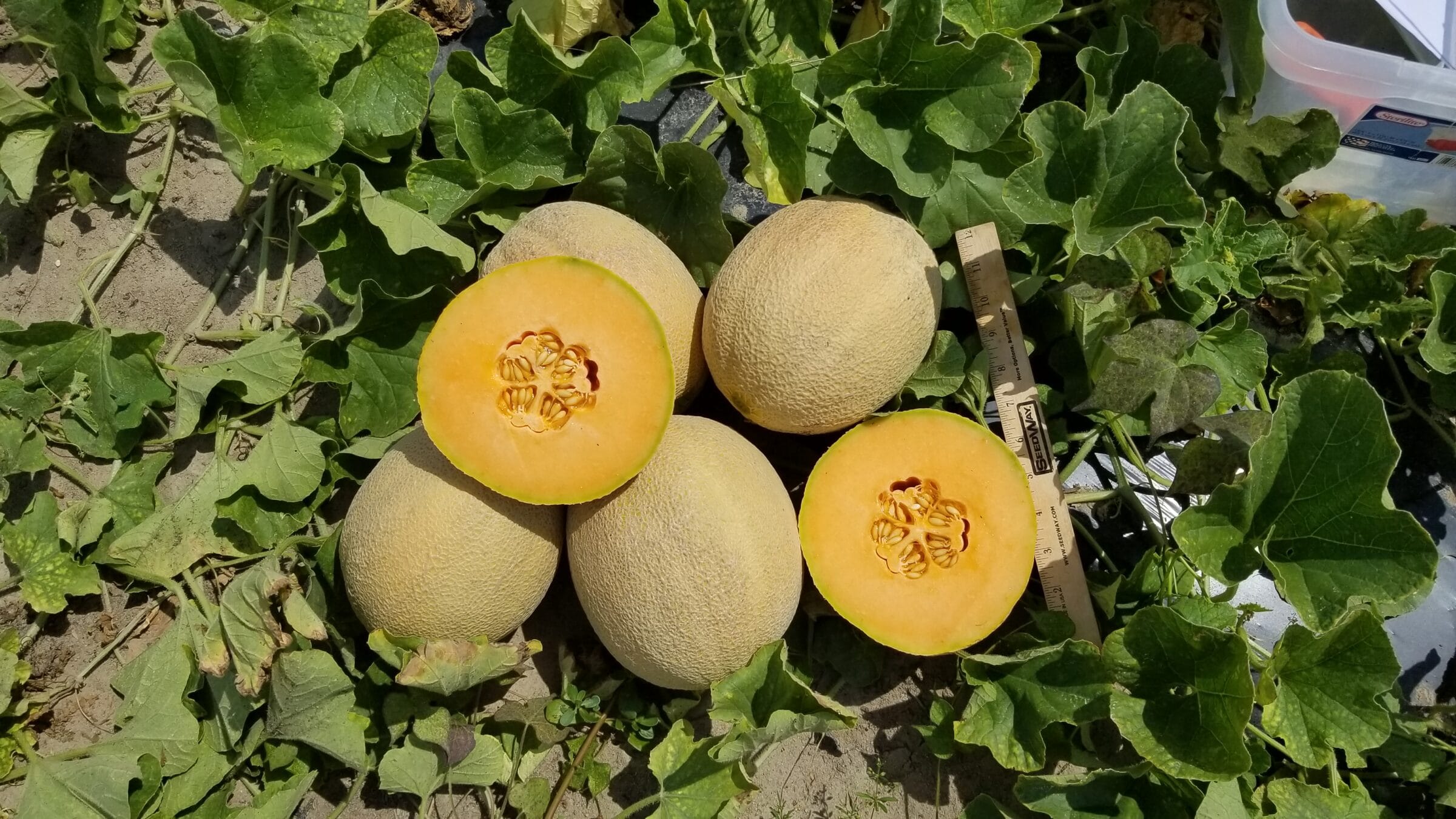 Damaris Cantaloupe (Farmore)