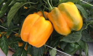 Delray S10® Bell Pepper (Treated Seed)
