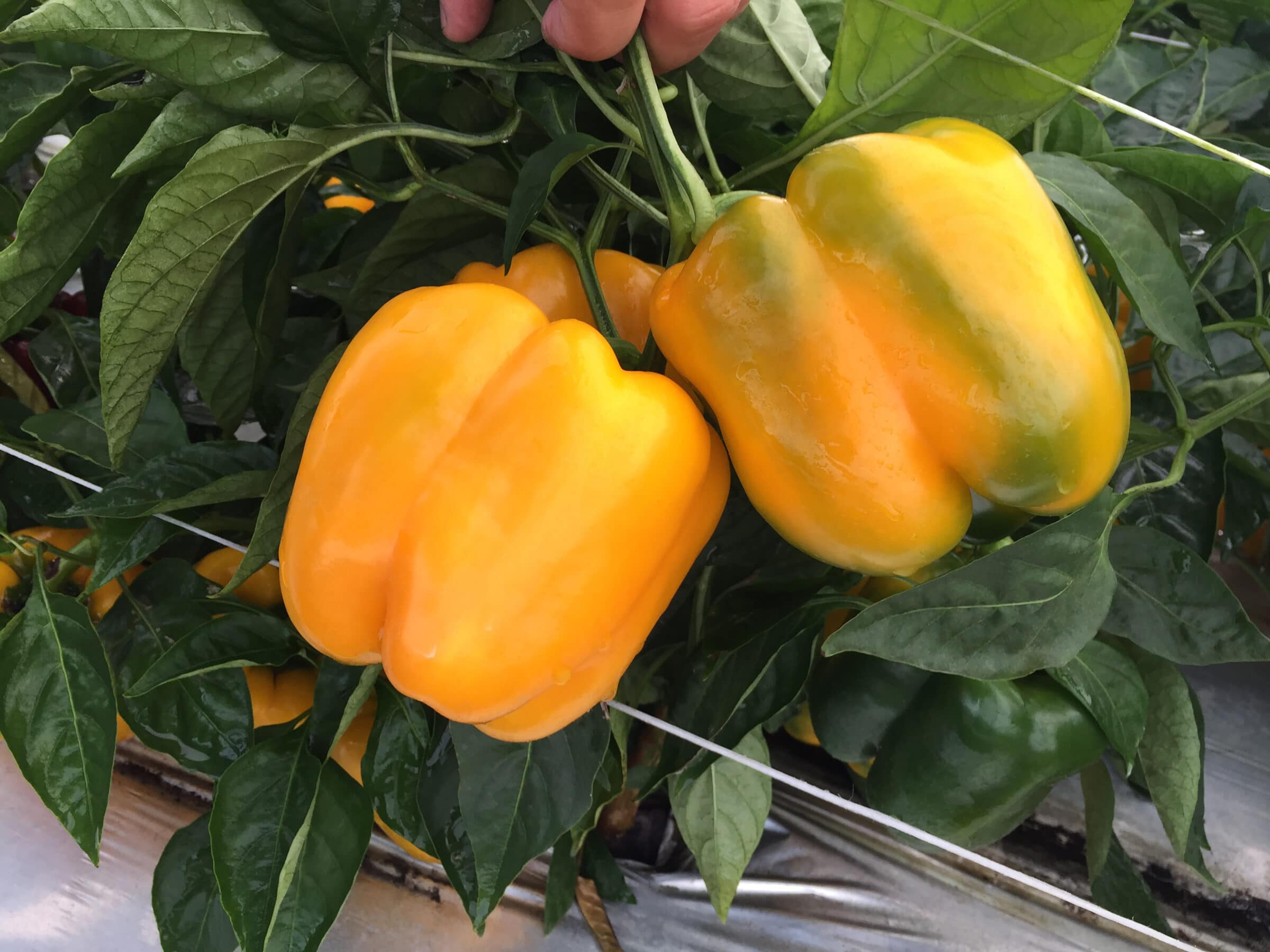 Delray S10® Bell Pepper (Treated Seed)