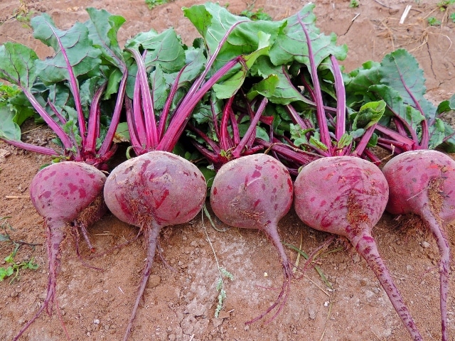 Detroit Dark Red Beet (Not Treated)