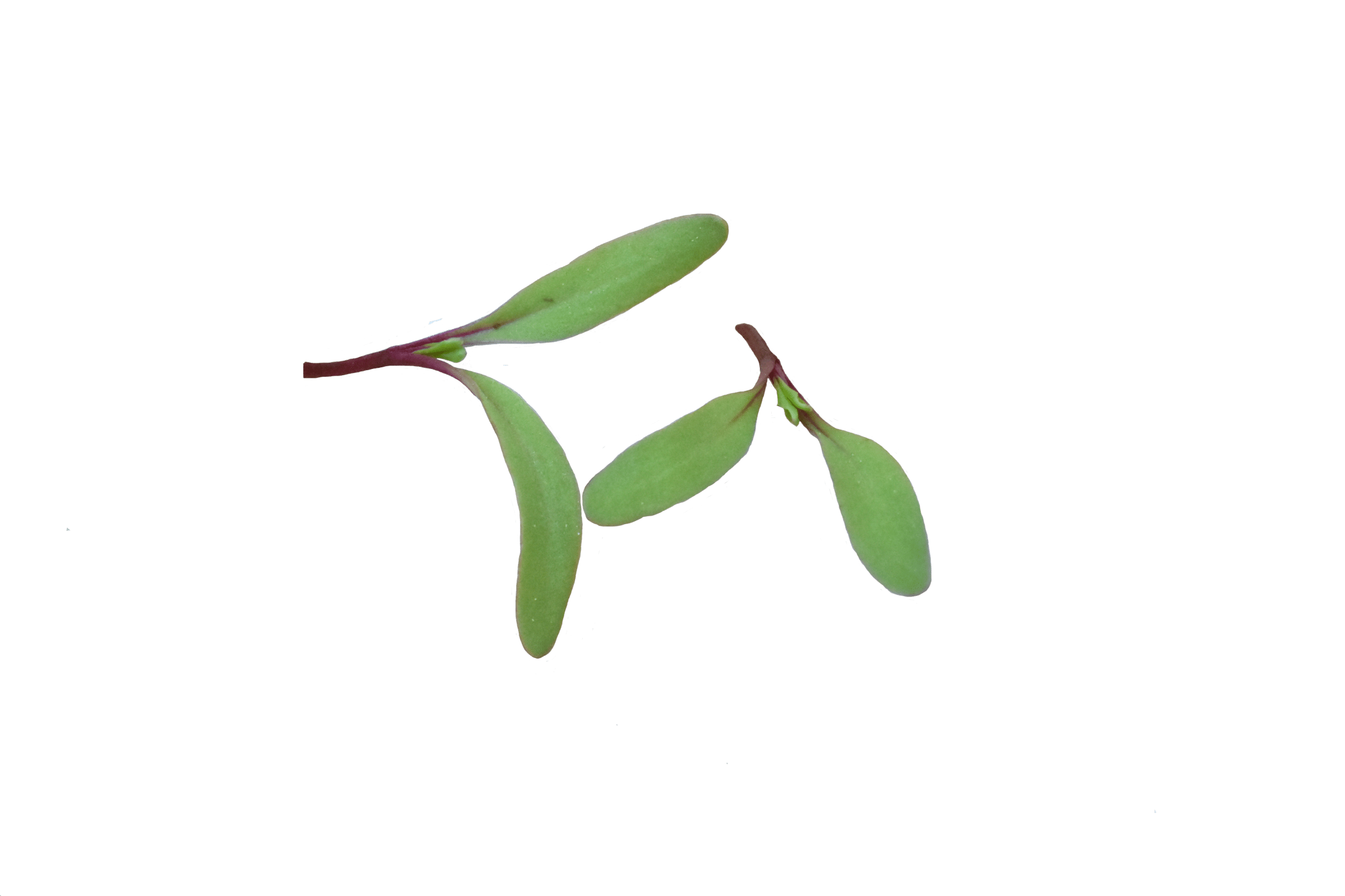 Detroit Supreme Beet (Treated, Sized) - Image 2