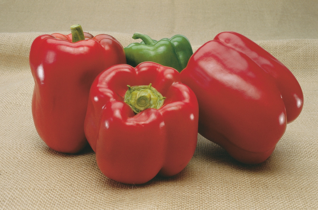 Double Up Bell Pepper (Treated Seed)