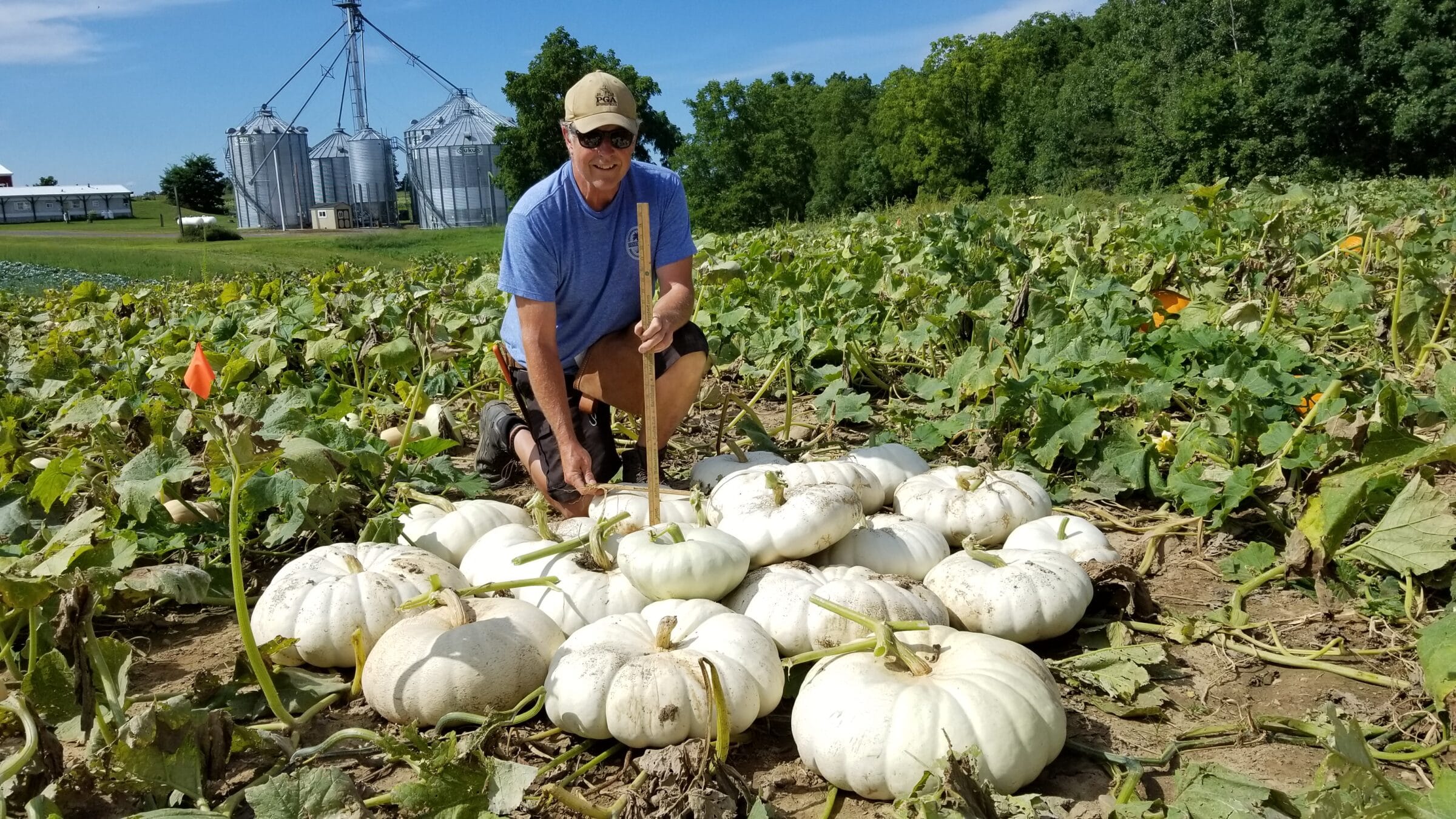 Flat Stacker (Treated Seed)
