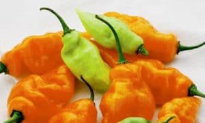 Habanada Habanero Type Pepper (Treated Seed)