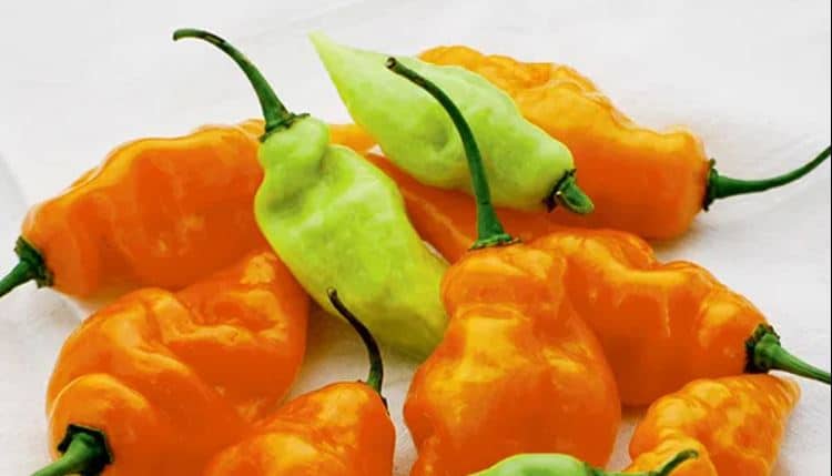 Habanada Habanero Type Pepper (Treated Seed)